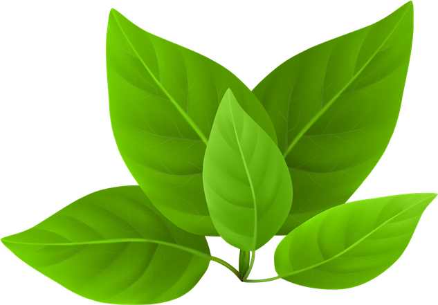 Vector Green Leafs Transparent Png (black, olive)