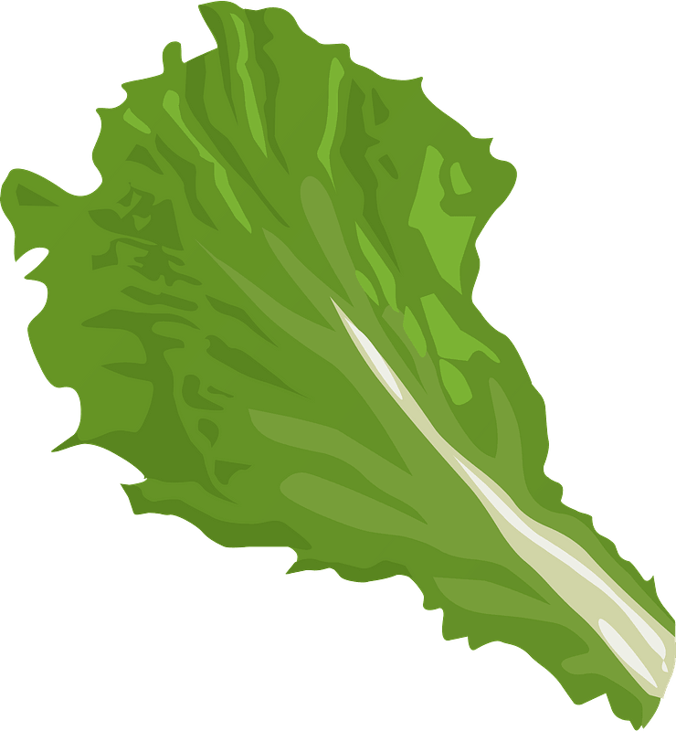 Vector Green Lettuce Png Photos (gray, olive)