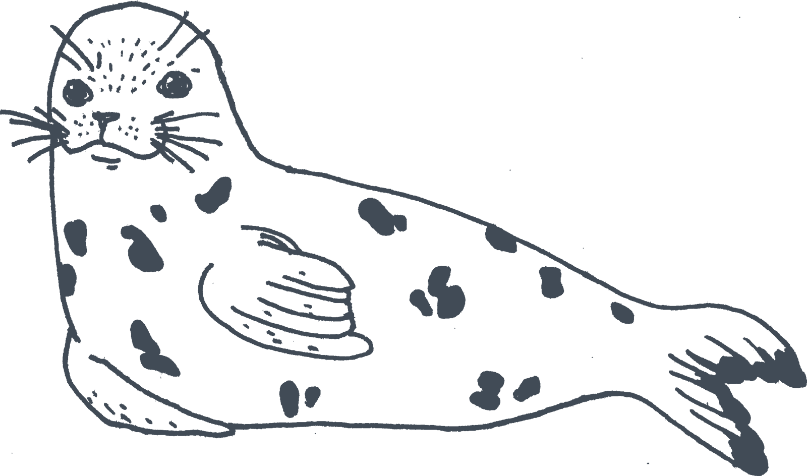 Vector Harbor Seal Png Clipart (indigo, lavender, gray, white)