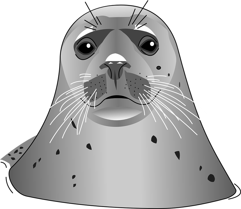 Vector Harbor Seal Png Transparent Image (black, gray, silver)