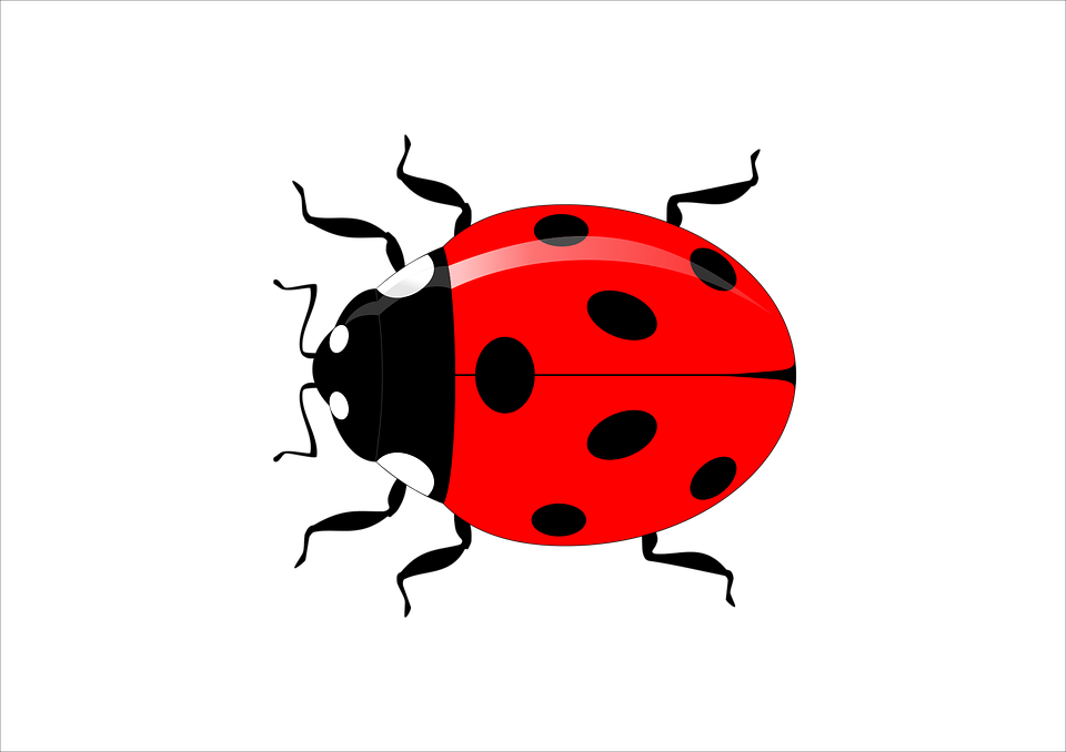 Vector Ladybug Insect Transparent Background (red, black, white)