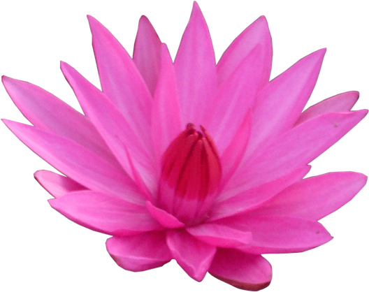 Vector Lotus Flower Png Image (black, violet)