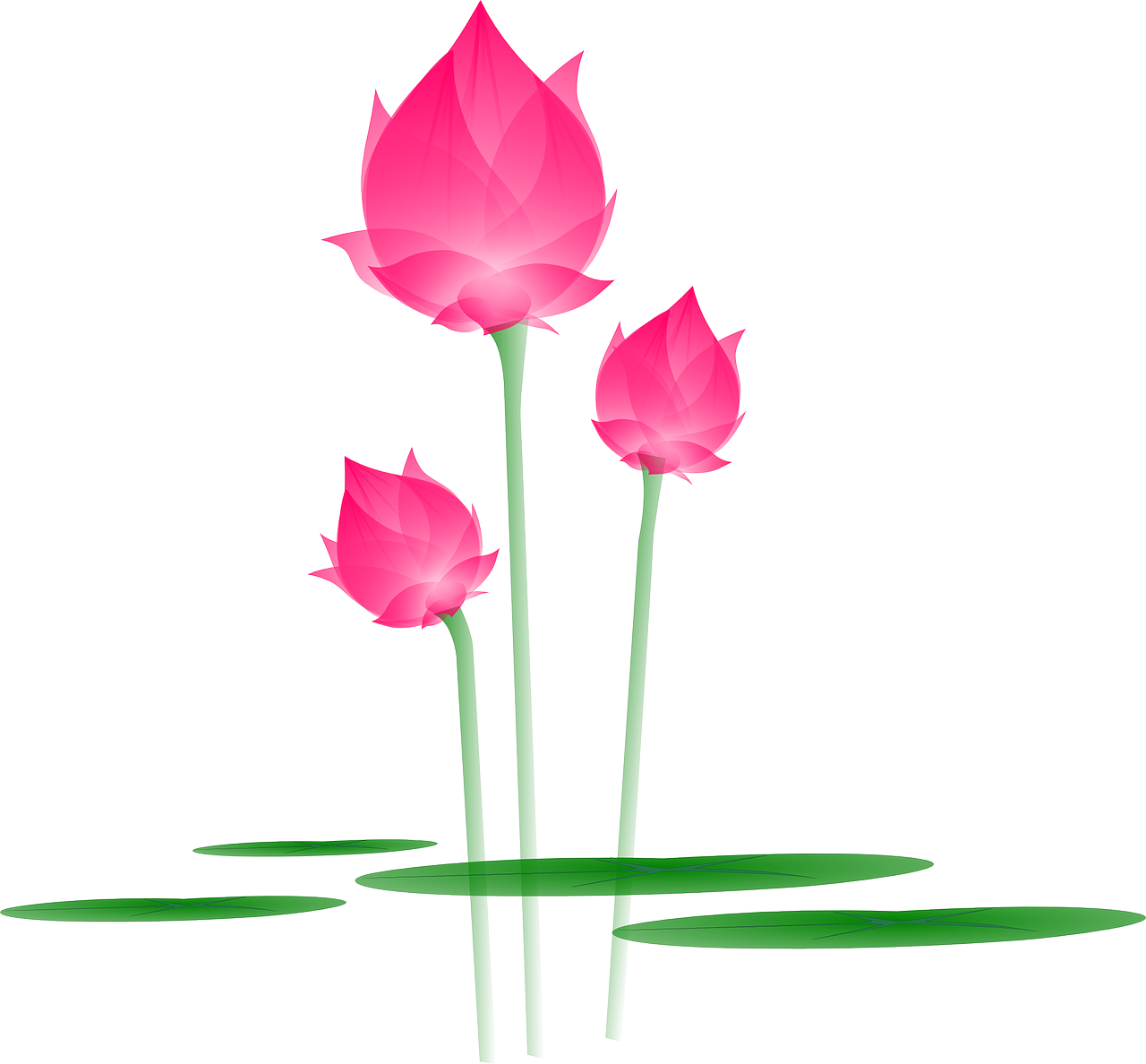 Vector Lotus Flower Transparent Png (red, white, green, salmon)