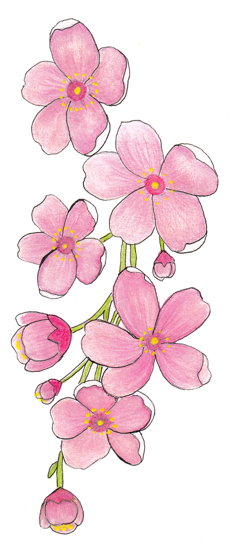 Vector Pink Frangipani Png Clipart (black)