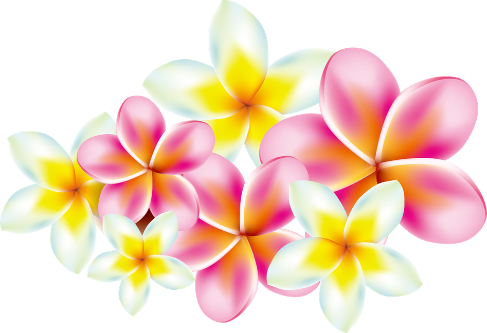 Vector Pink Frangipani Png Image (black, white, lavender, pink, beige)