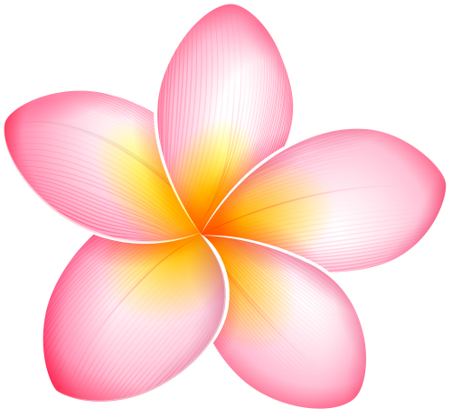 Vector Pink Frangipani Png Transparent Image (pink, beige, black)