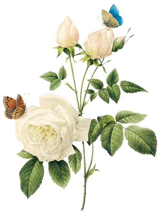 Vector Rose Flower Png Pic (black, beige)