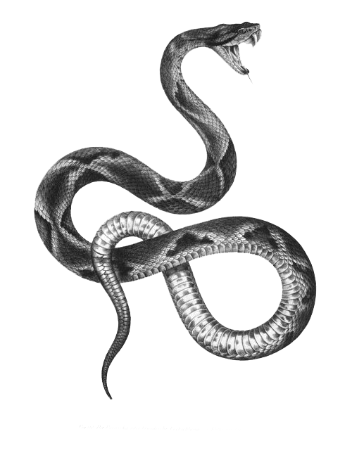 Vector Snake Png Free Download (lavender, indigo, black, gray, white)