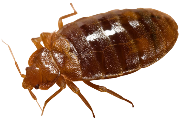 Bed Bug Png File (black)