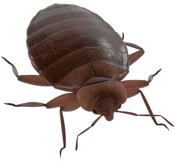 Bed Bug Png Image (gray)