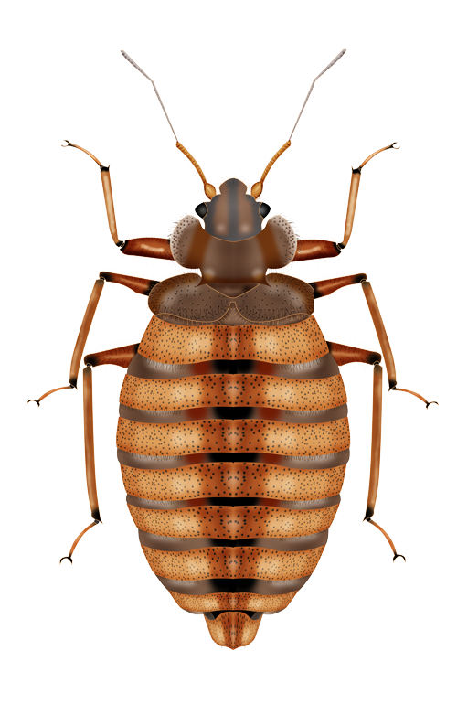 Bed Bug Png Photos (white, black)