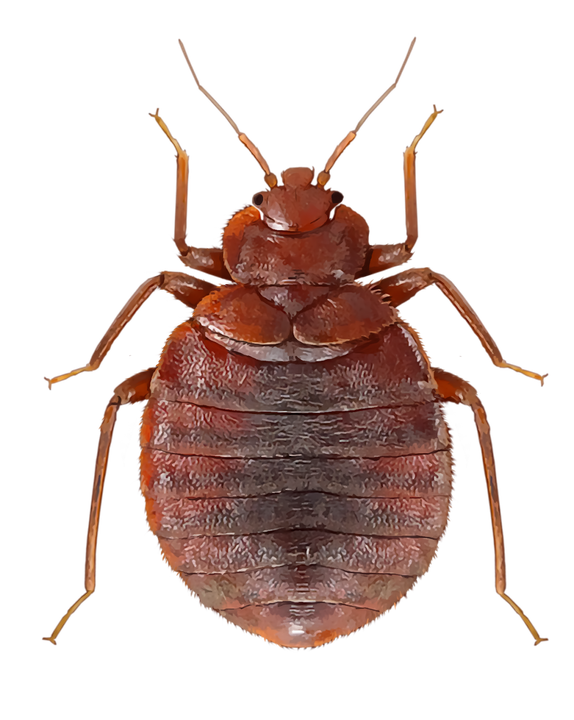 Bed Bug Png Transparent Image (black)