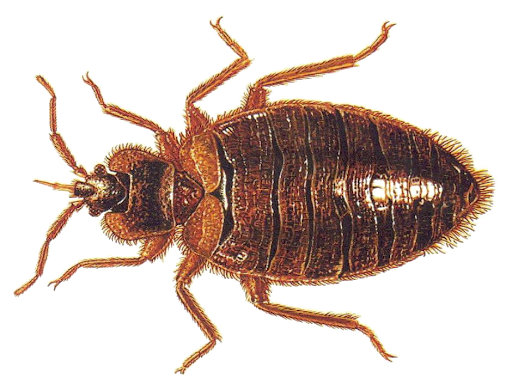 Bed Bug Pest Png Clipart (black)