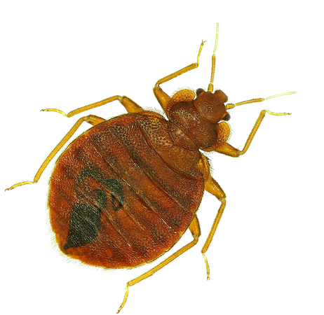 Bed Bug Pest Png Image (black)