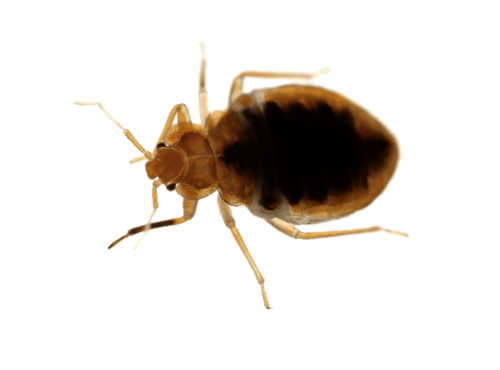 Bed Bug Pest Png Photos (black)