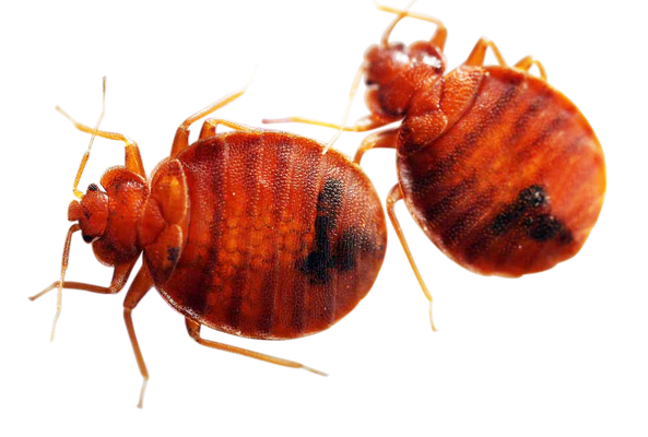 Bed Bug Pest Transparent Png (black)