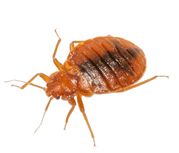 Bed Bug Transparent Background (white)