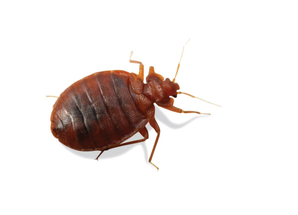 Bed Bug Transparent Png (white, black)