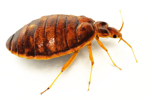 Bed Bugs Png File (white)