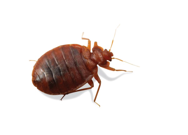 Bed Bugs Png Free Download (black)