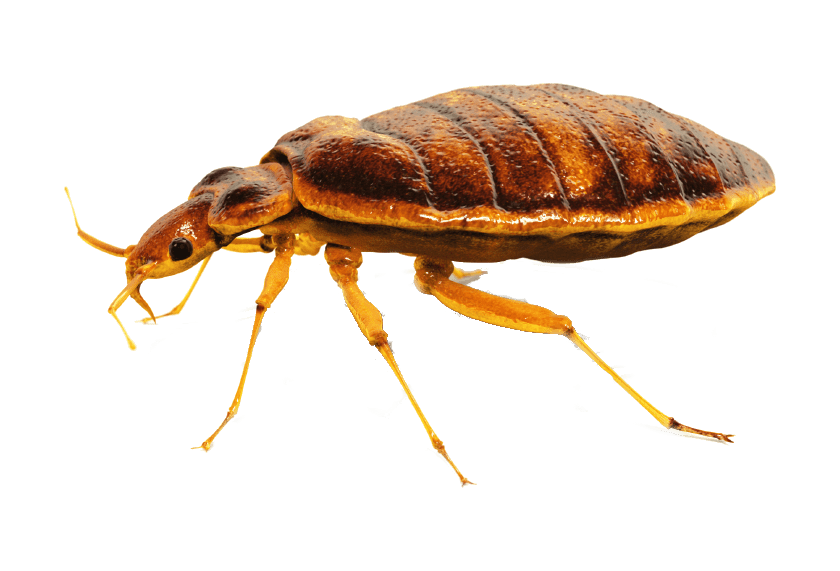 Bed Bugs Png Isolated File (gray)