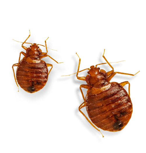 Bed Bugs Png Isolated Hd (black, gray)