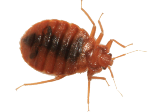 Bed Bugs Png Photo (black)