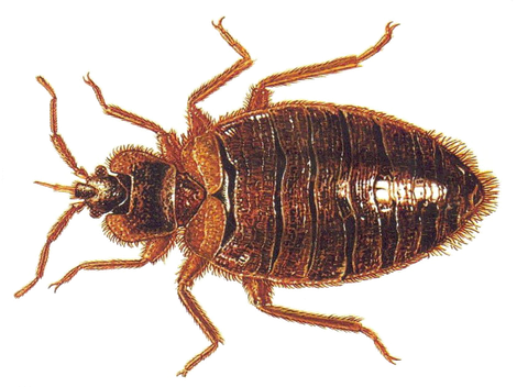 Bed Bugs Png Picture (white, black)