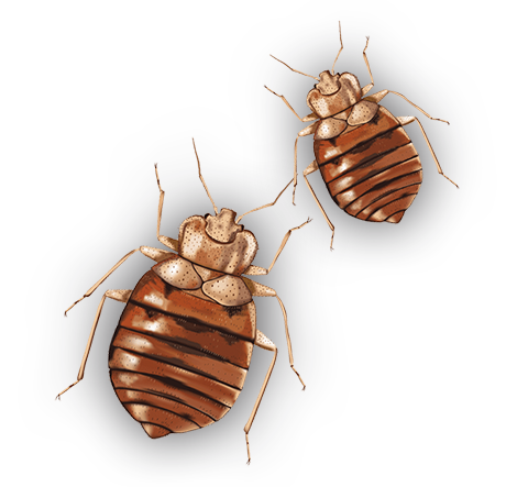 Bed Bugs Png Transparent (white, black, gray, silver)