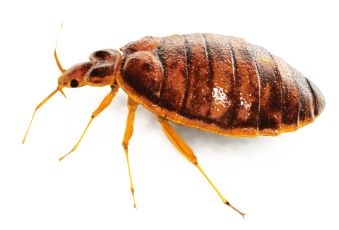 Bed Bugs Png (black, gray, indigo)