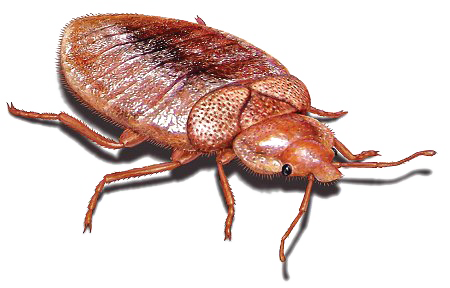 Bed Bugs Pics Png Picture (white)