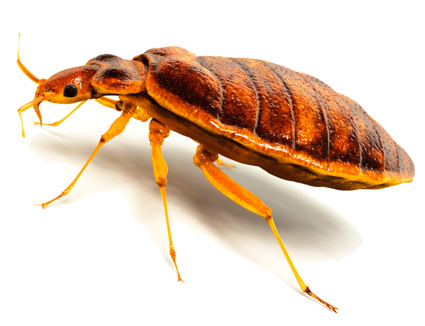 Bed Bugs Transparent Png (white, black, silver)