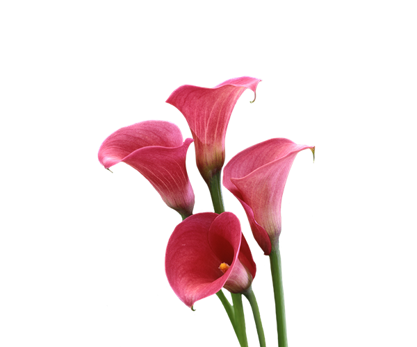 Red Calla Lily Png Clipart (black, maroon)