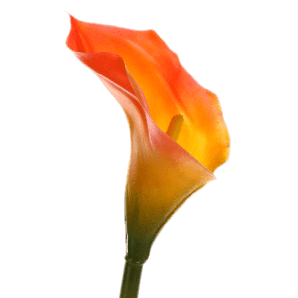 Red Calla Lily Png Image (gray, orange)