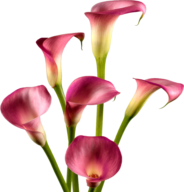 Red Calla Lily Png Photos (black)