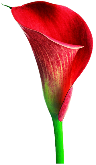 Red Calla Lily Png Transparent Image (black, maroon, red)