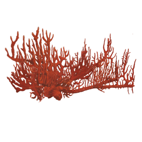 Red Coral Png Free Download (chocolate, black)