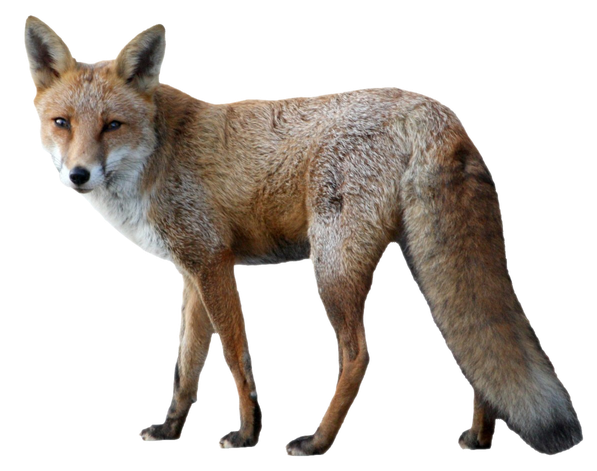 Red Fox Png Clipart (black)