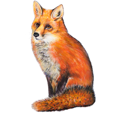 Red Fox Png Hd Isolated (black)
