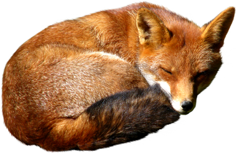 Red Fox Png Hd (black, white)