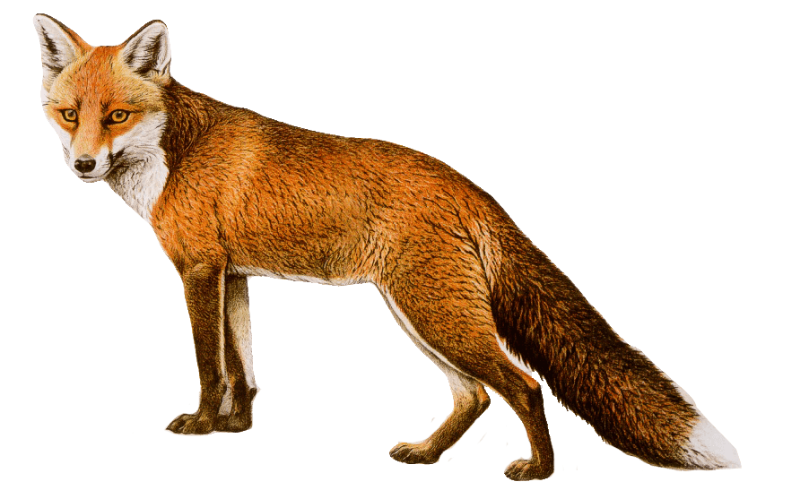 Red Fox Png Isolated Image (gray)