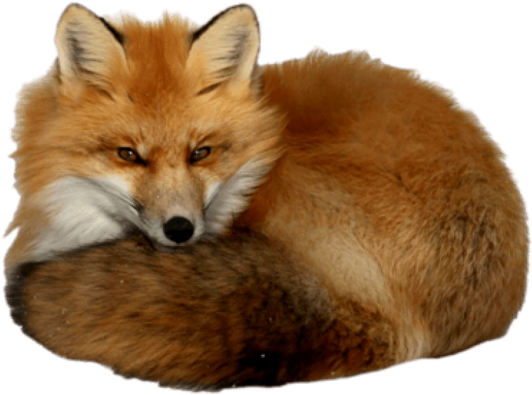 Red Fox Png Isolated Pic (olive, black, maroon)