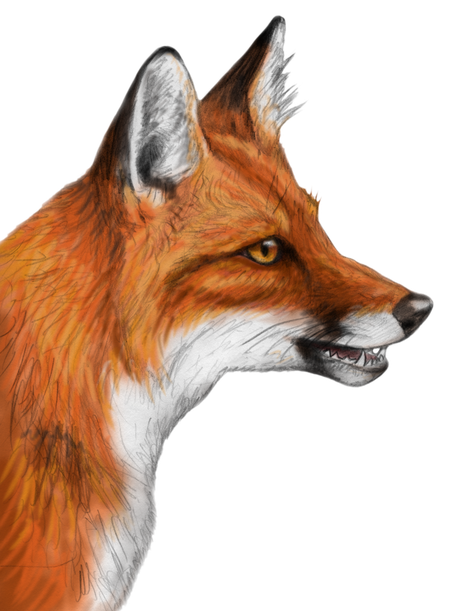 Red Fox Png Photo (lavender, silver, black)
