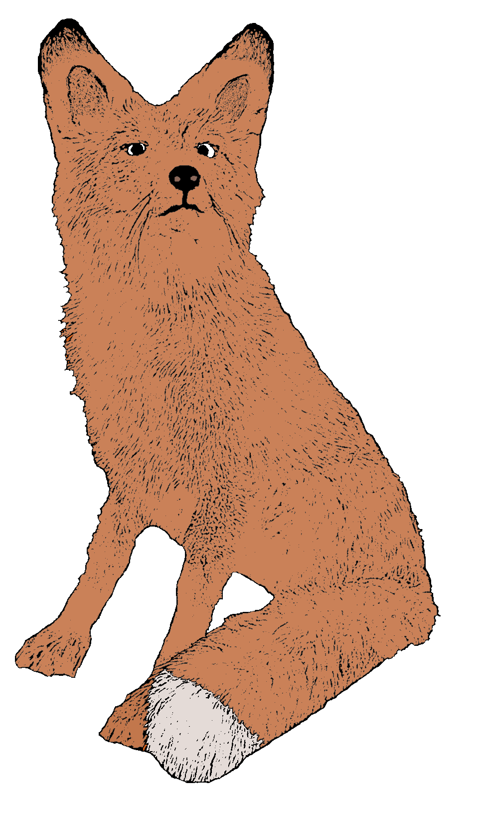 Red Fox Png Transparent (gray, salmon, chocolate)