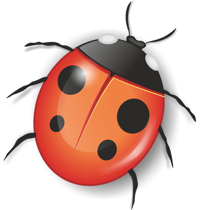 Red Ladybug Insect Png File (salmon, white, black)