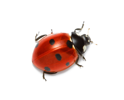 Red Ladybug Insect Png Hd (black, white)