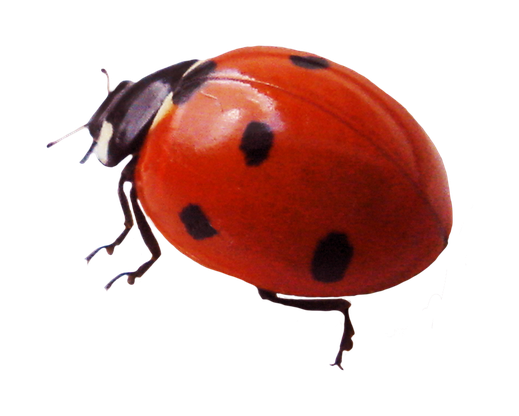 Red Ladybug Insect Png Photos (black)