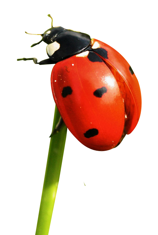 Red Ladybug Insect Png Pic (red, white, black)