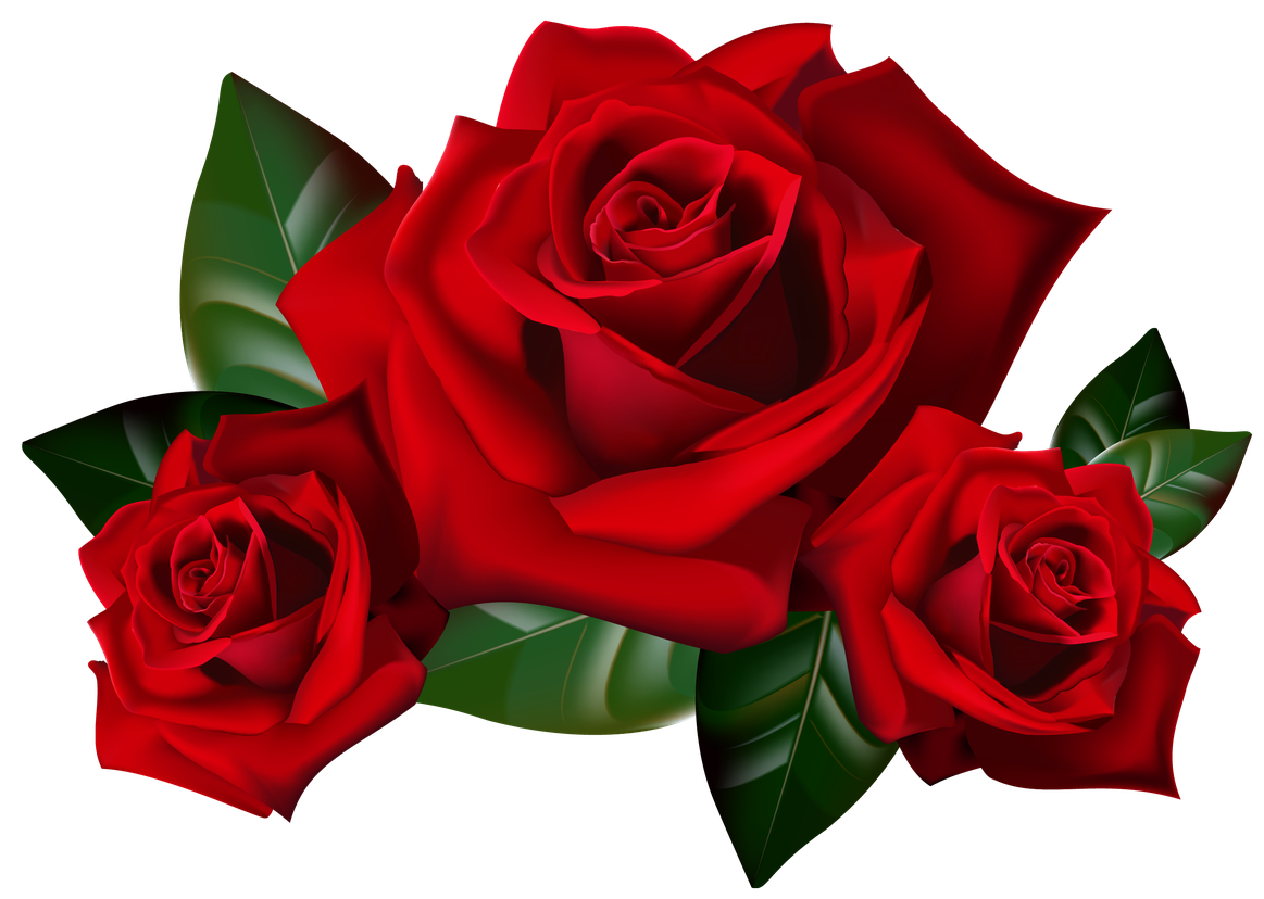 Red Rose Png Transparent Image (red, black, maroon)