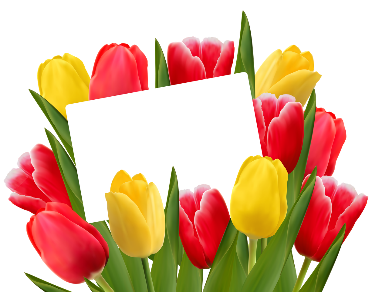 Red Tulip Bouquet Png Clipart (gold, red, black, white)